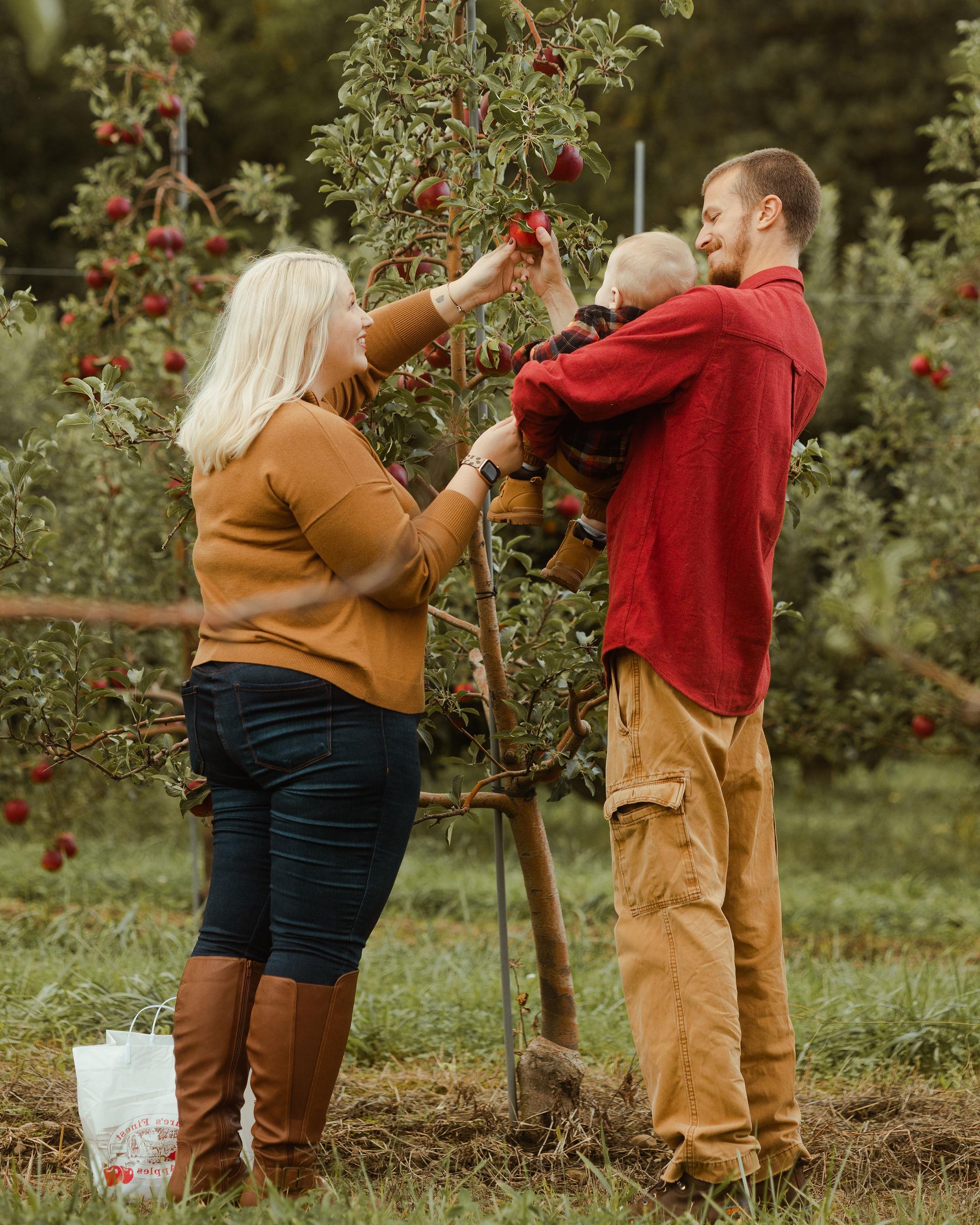 two adults and an infant picking apples at and orchard